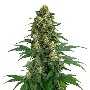 Tangie planta de cannabis con cogollo central grande y resinoso.