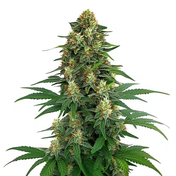 Tangie