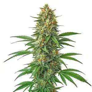 Tangie Auto planta de cannabis autofloreciente con cogollo central resinoso, estructura sativa y floración uniforme.