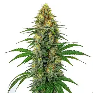 Tangie Regular con cola central alargada, cogollos densos, abundante resina en floración avanzada.