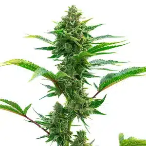 The Toad planta de cannabis con cogollo central compacto y resinoso.
