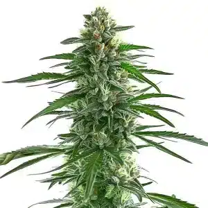 Trainwreck planta de cannabis con cogollo central alargado y resinoso, estructura sativa y floración abundante.