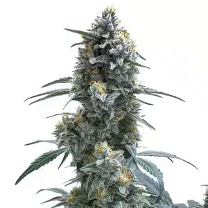 Trainwreck Auto con cogollos muy resinosos, estructura compacta y abundantes tricomas en floración avanzada.