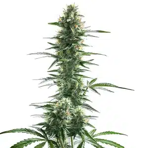 Trainwreck Fast Version planta de cannabis con cogollo central alargado y resinoso.