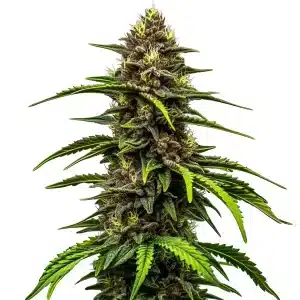 Watermelon Auto: Cogollo dulce y aromático.