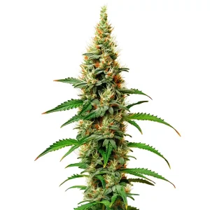 White Rhino con planta alta y cogollos compactos y resinosos.