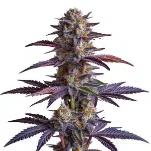 White Runtz con cogollos compactos y hojas sanas.