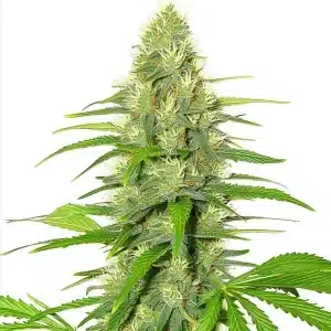 White Widow: Cogollo brillante y resinoso.