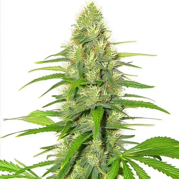 White Widow