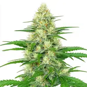 Planta de cannabis White Widow Auto con cogollos densos y resinosos.