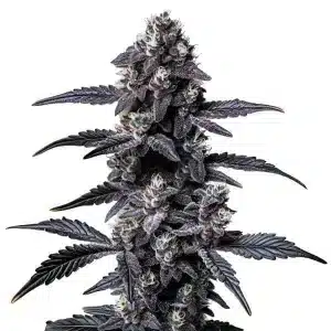 Planta de cannabis Zoap en floración y cogollos compactos.