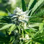 Black Widow semillas: resina densa y alto THC.