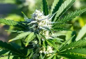 Black Widow semillas: resina densa y alto THC.