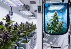 Blackberry Moonrocks: cultivo indoor con flores moradas intensas.
