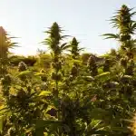 Blue Dream Auto: máxima producción en exterior soleado.