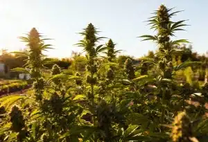 Blue Dream Auto: máxima producción en exterior soleado.