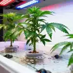 Cultivo hidropónico de Bruce Banner #3 bajo luces LED.