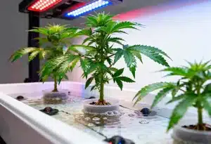 Cultivo hidropónico de Bruce Banner #3 bajo luces LED.