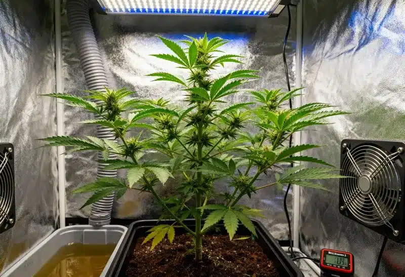 Bruce Banner #3 cultivada en interior, mostrando su vigor y alta producción de resina. Ideal para growers que buscan potencia y aromas intensos.