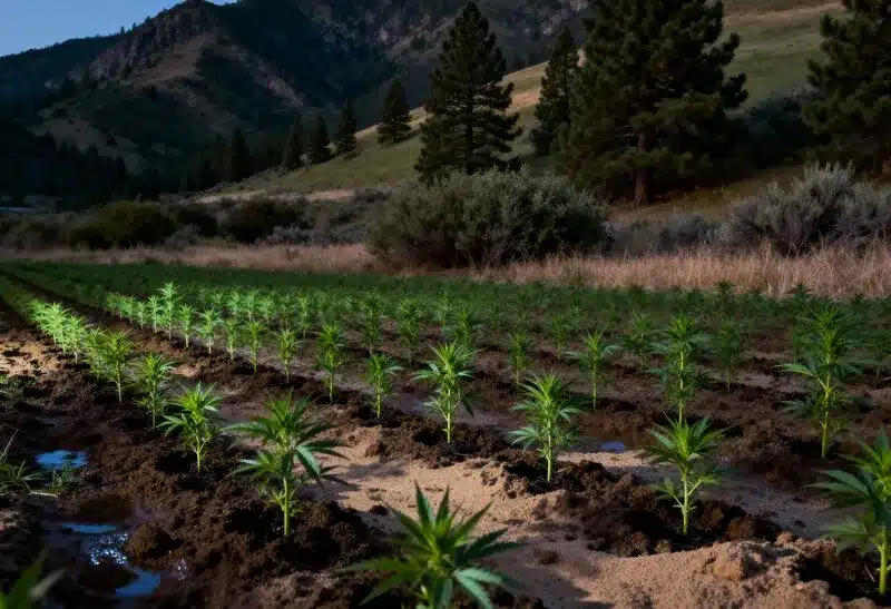 Cultivo de Candyland Peyote en exterior, ideal para climas cálidos. Variedad dulce y terrosa con alto THC y excelente rendimiento en campo abierto.