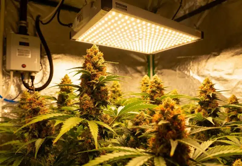 Cultivo interior de Candyland Peyote con luces LED. Variedad con alto THC, flores coloridas y aroma dulce ideal para cosechas de calidad premium.