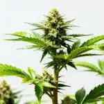 Candyland Peyote semillas: híbrido dulce y aromático.