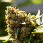 Cogollo de OG Kush Auto con resina brillante y aroma intenso.