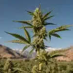 Comprar semillas autóctonas de marihuana de Irán genuinas.