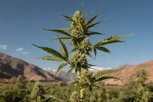 Comprar semillas autóctonas de marihuana de Irán genuinas.