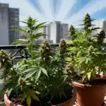 Cultivar marihuana compacta en balcones con gran exposición solar.