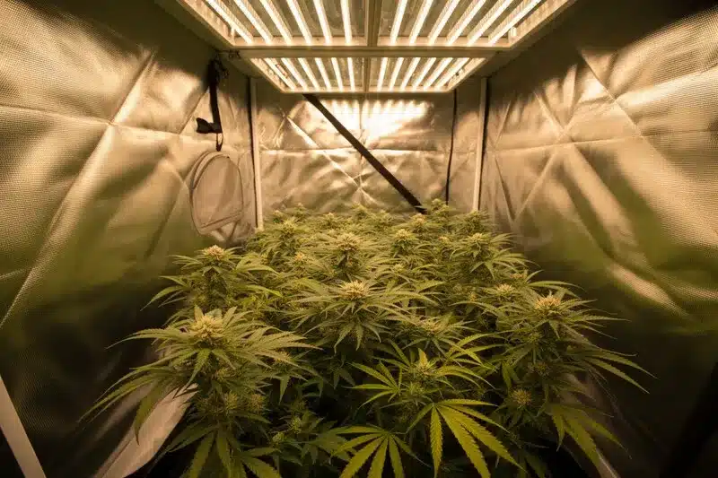 Cultivar Cafe Racer en interior con LED. Una genética potente, con alto THC y aroma cítrico que ofrece cogollos densos y resinosos.
