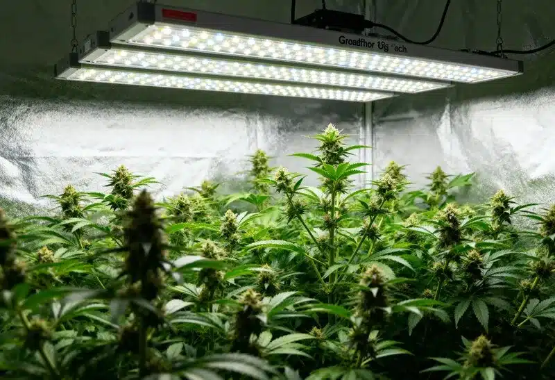 Godfather OG bajo luces LED produce cogollos compactos y resinosos. Perfecta para interior, combina potencia extrema y aroma clásico OG.