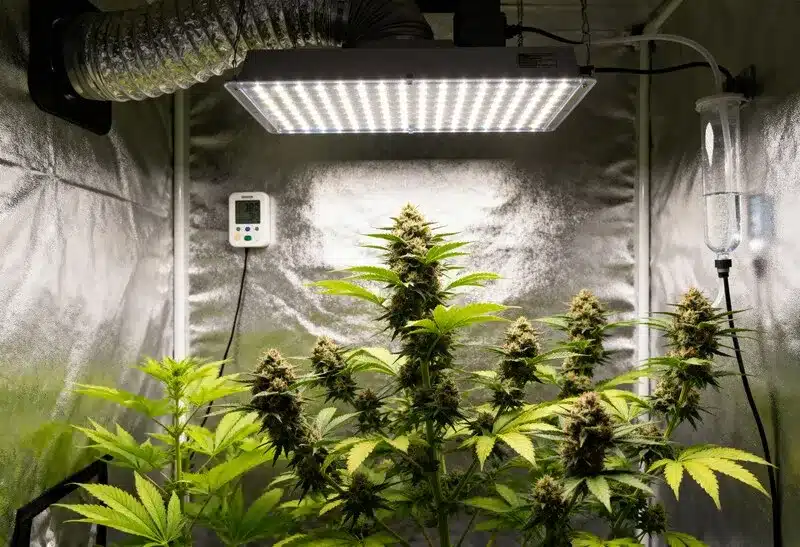 Plantas de OG Kush Auto floreciendo bajo iluminación LED. Variedad autofloreciente, potente, de aroma cítrico y cosecha abundante en pocas semanas.
