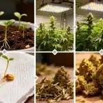 24k Gold semillas: ciclo completo de cultivo y cosecha.