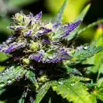 GG x Girl Scout Cookies: flores moradas y resinosas únicas.