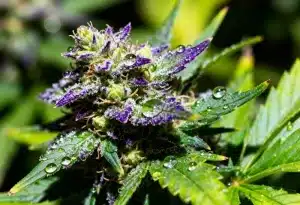 GG x Girl Scout Cookies: flores moradas y resinosas únicas.