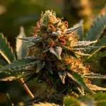 GG4: cogollos resinosos y aroma intenso a pino y tierra.