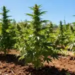 GMO: cultivo exterior resistente con alto rendimiento natural.