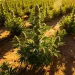 Glookies: cultivo exterior con gran producción y potencia.