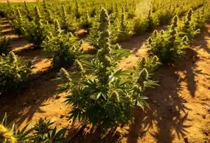 Glookies: cultivo exterior con gran producción y potencia.