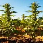 Godfather OG: cultivo exterior potente y de gran producción.