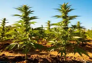Godfather OG: cultivo exterior potente y de gran producción.