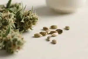 Semillas de marihuana con sabor a pino y aroma fresco.