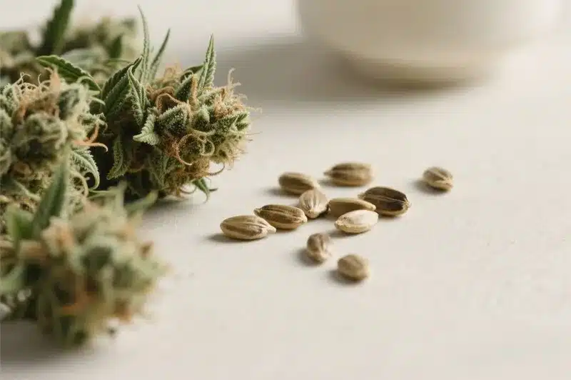 Semillas de marihuana con sabor a pino y aroma fresco.