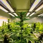 Maui Waui: sativa tropical para cultivo interior con LED.