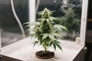 Plantas de marihuana pequeñas ideales para cultivo interior.