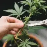 Poda de Chemdog #4: mejora el crecimiento y la producción.
