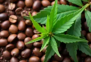 Posos de café en plantas de cannabis: nutrientes y beneficios.