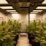 Producción de White Widow en sala de cultivo profesional.