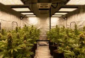 Producción de White Widow en sala de cultivo profesional.
